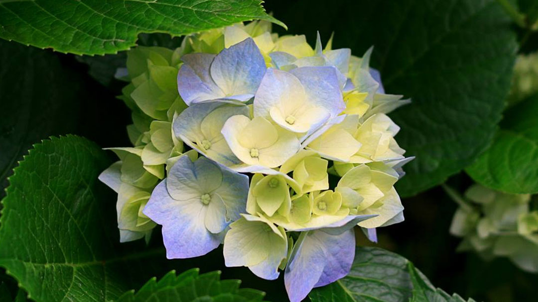Wake Funeral & Cremation Services building in Cary, North Carolina